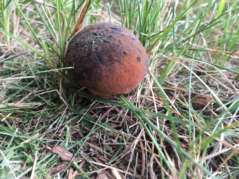 Boletus luridus var. luridus image