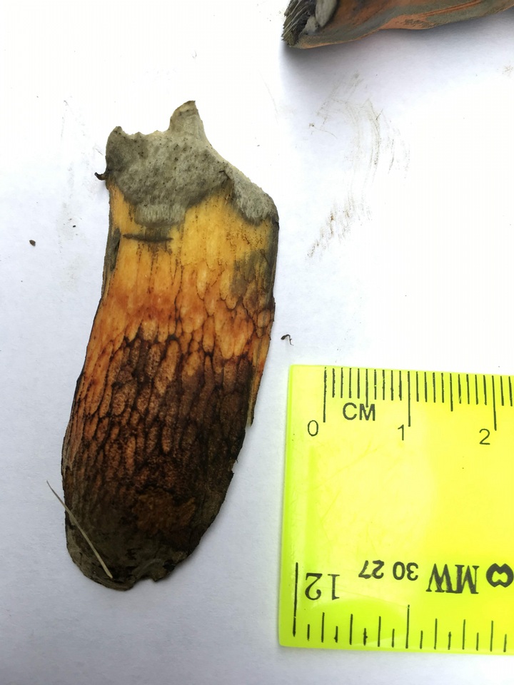 Boletus luridus var. luridus image
