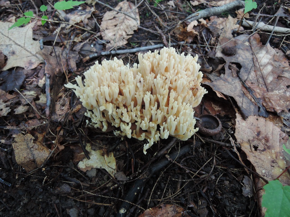 Ramaria pallida image