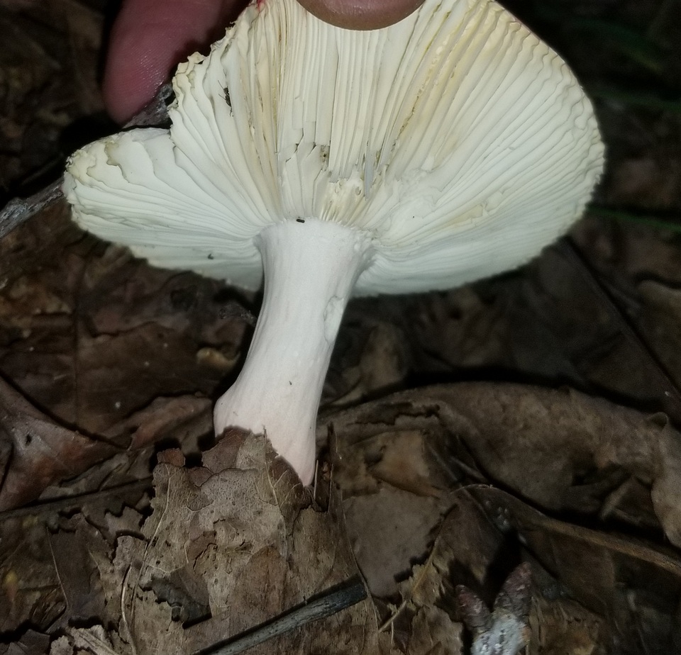 Russula luteotacta image