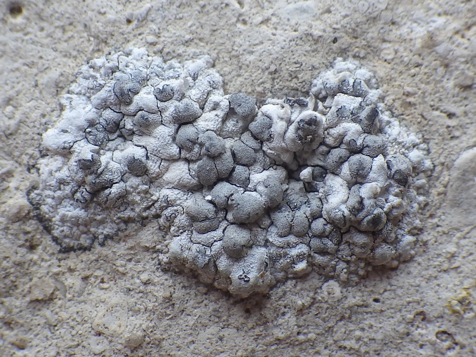 Lecanographa grumulosa image