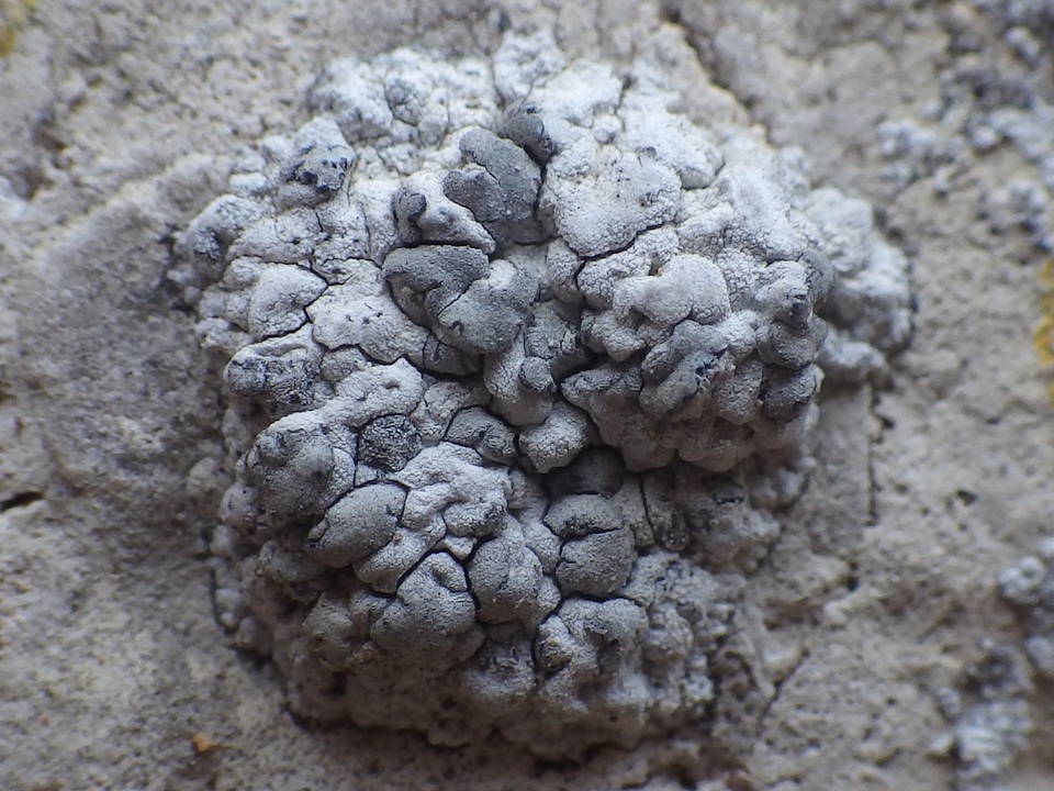 Lecanographa grumulosa image
