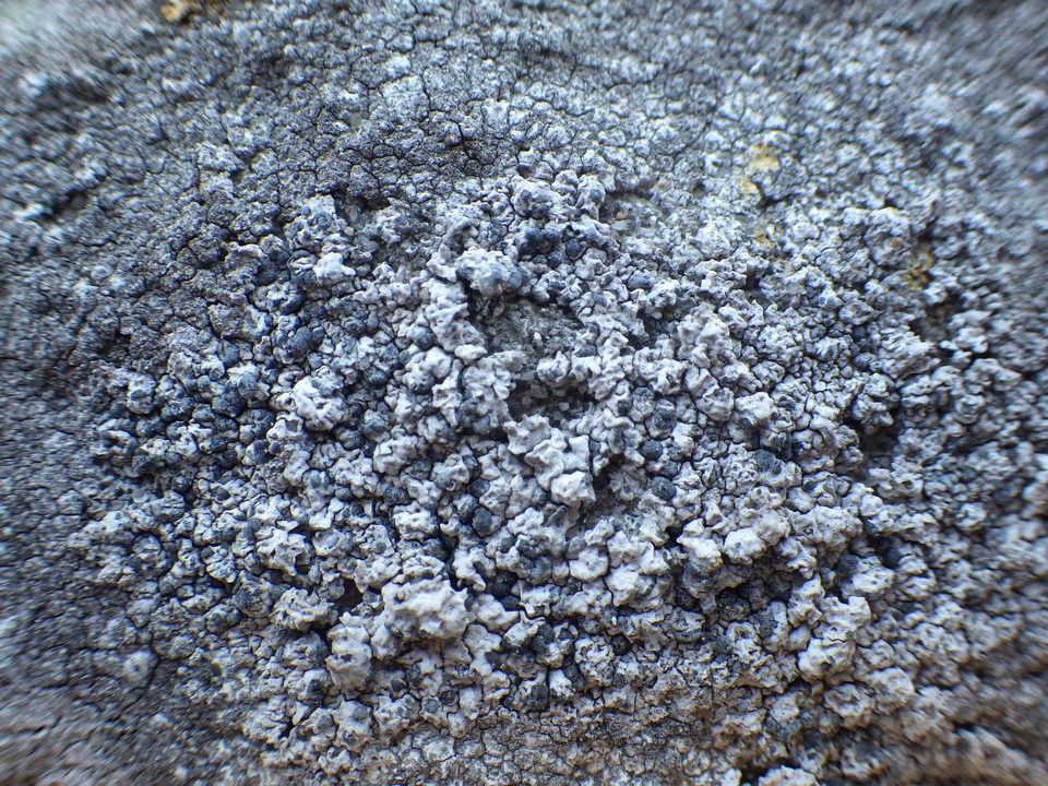 Lecanographa grumulosa image