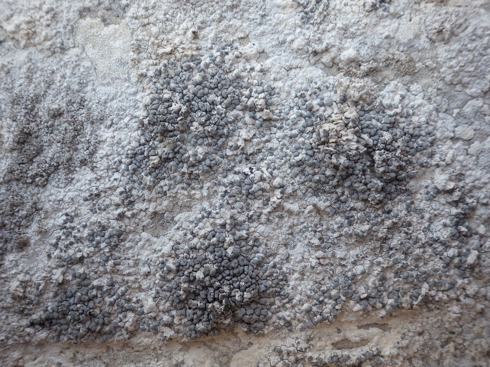 Lecanographa grumulosa image