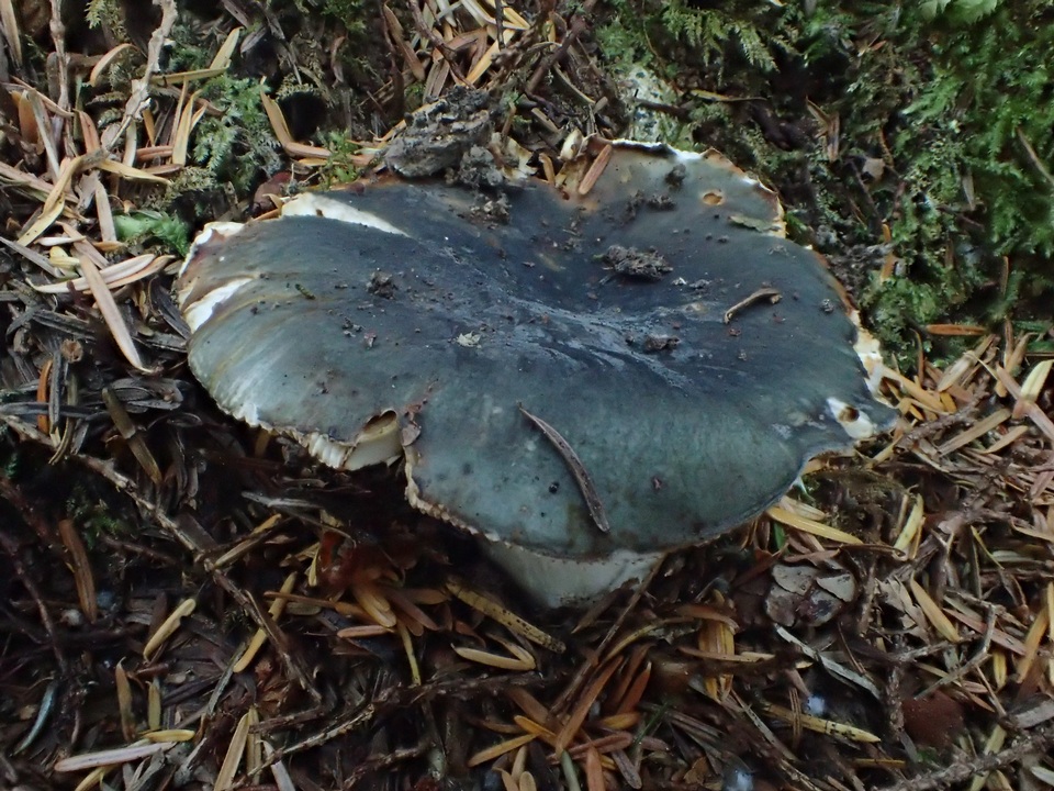 Russula pseudo-olivascens image