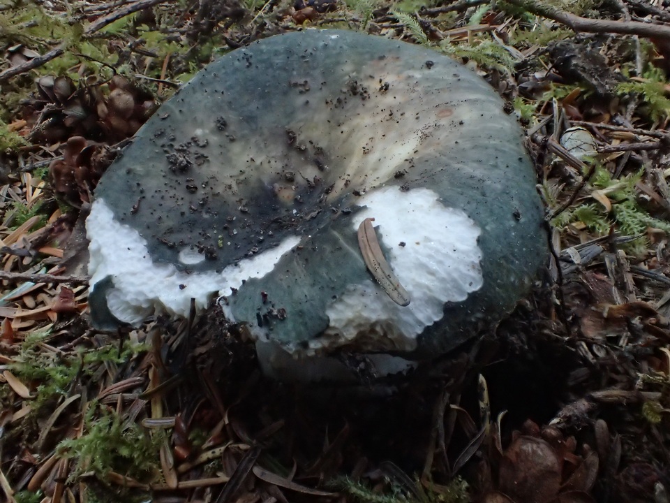 Russula pseudo-olivascens image