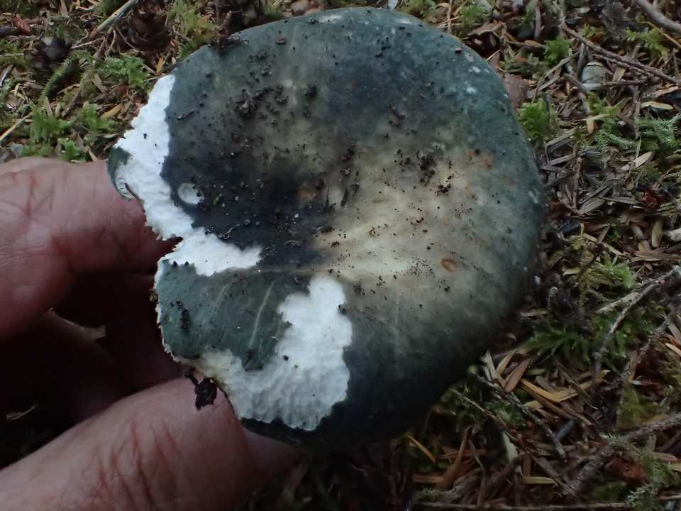 Russula pseudo-olivascens image