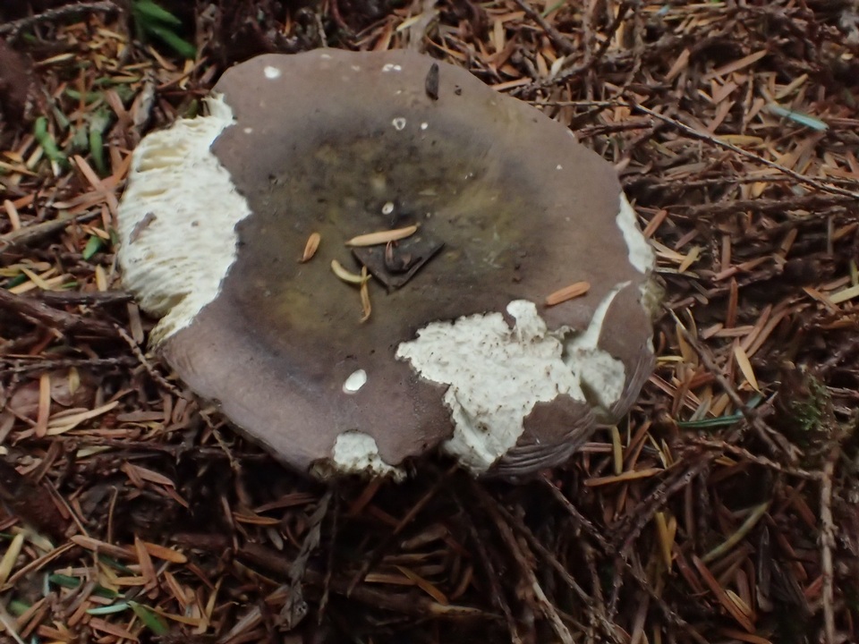 Russula pseudo-olivascens image