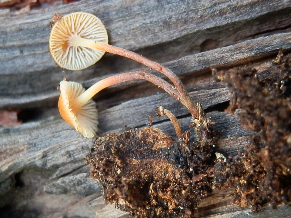 Xeromphalina enigmatica image