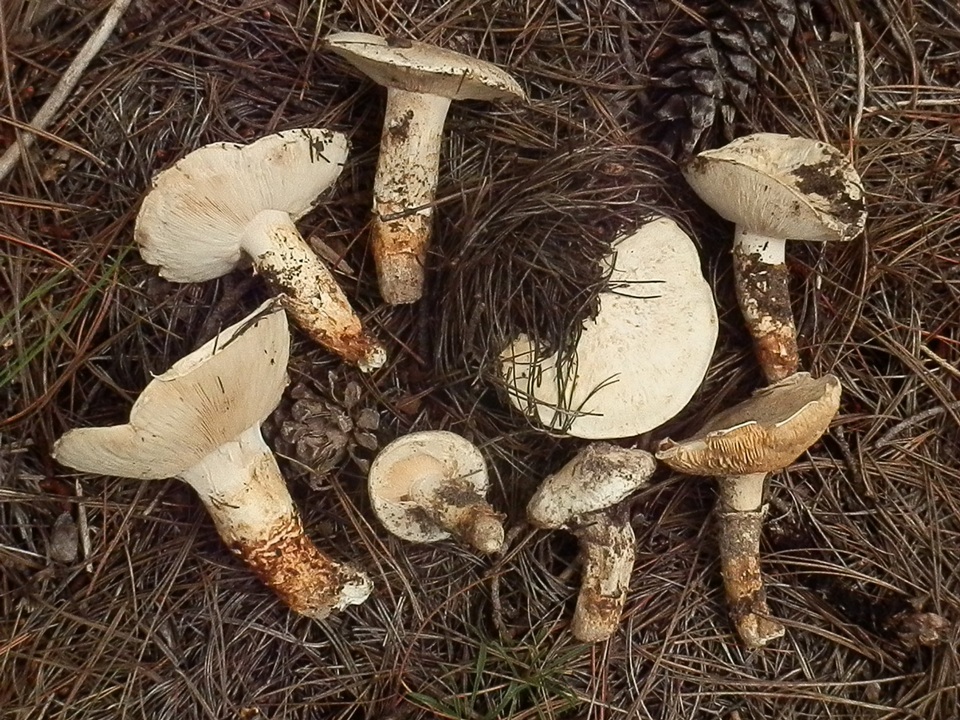 Tricholoma mesoamericanum image