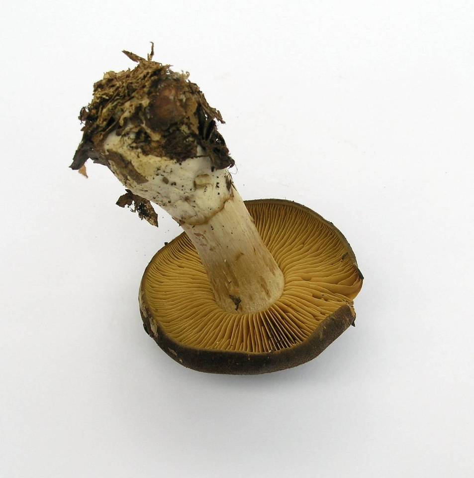 Cortinarius cotoneus image