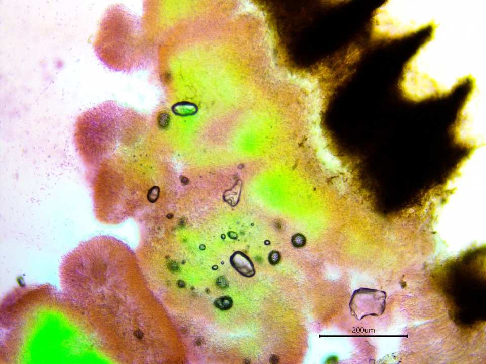 Galzinia incrustans image