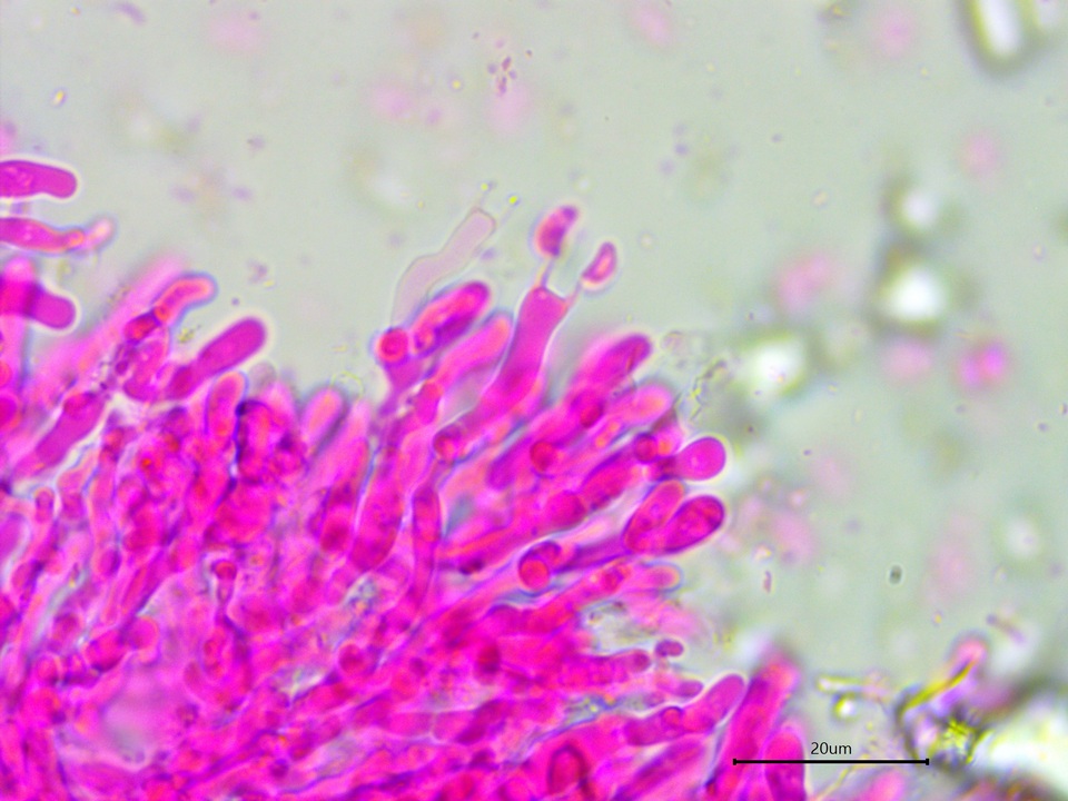 Galzinia incrustans image