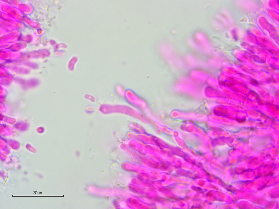 Galzinia incrustans image