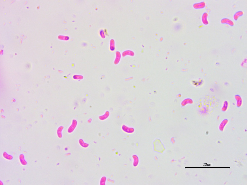 Galzinia incrustans image