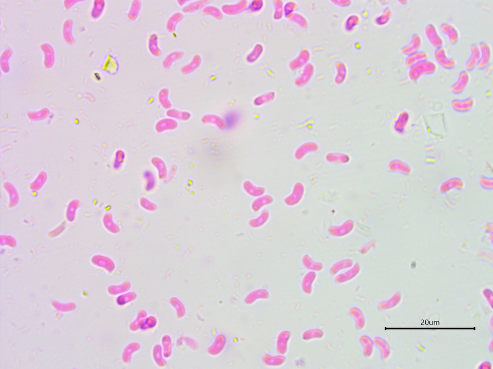 Galzinia incrustans image