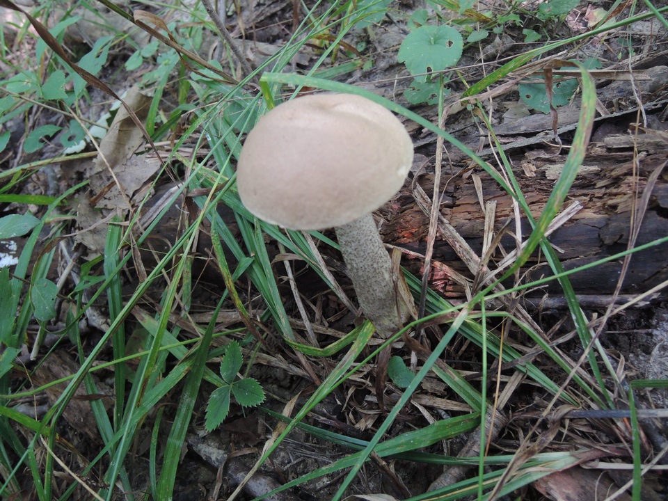 Leccinum subleucophaeum image