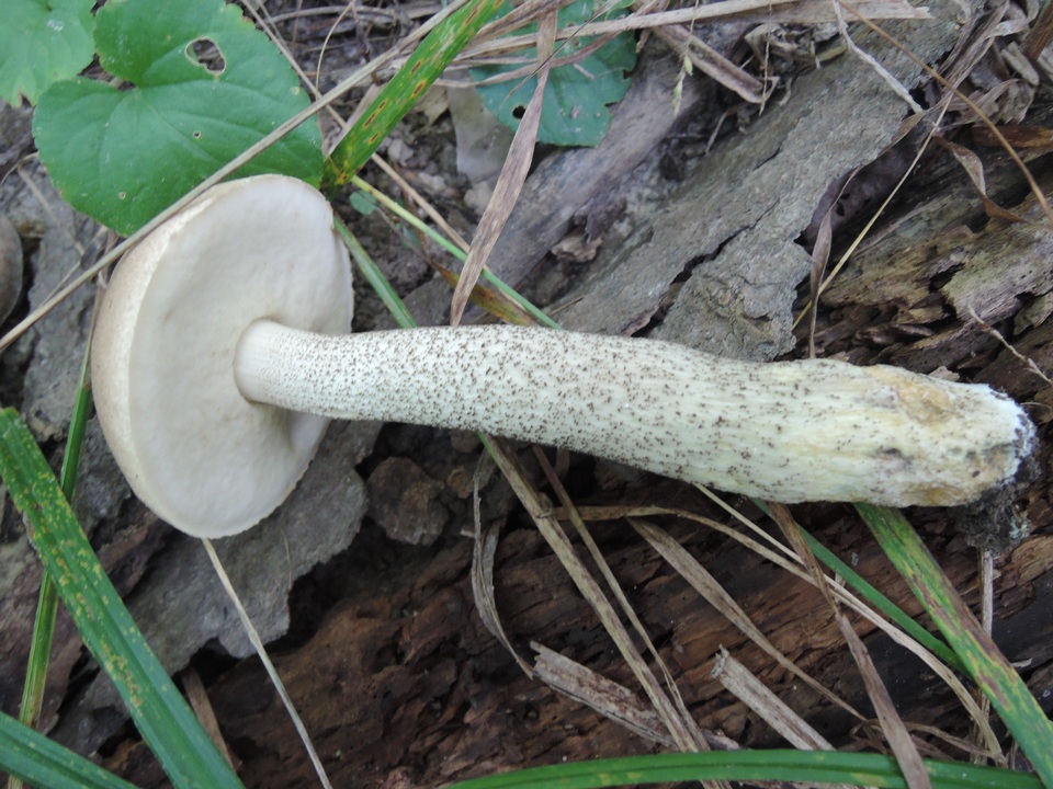 Leccinum subleucophaeum image