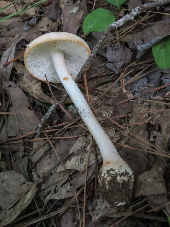 Amanita roseitincta image