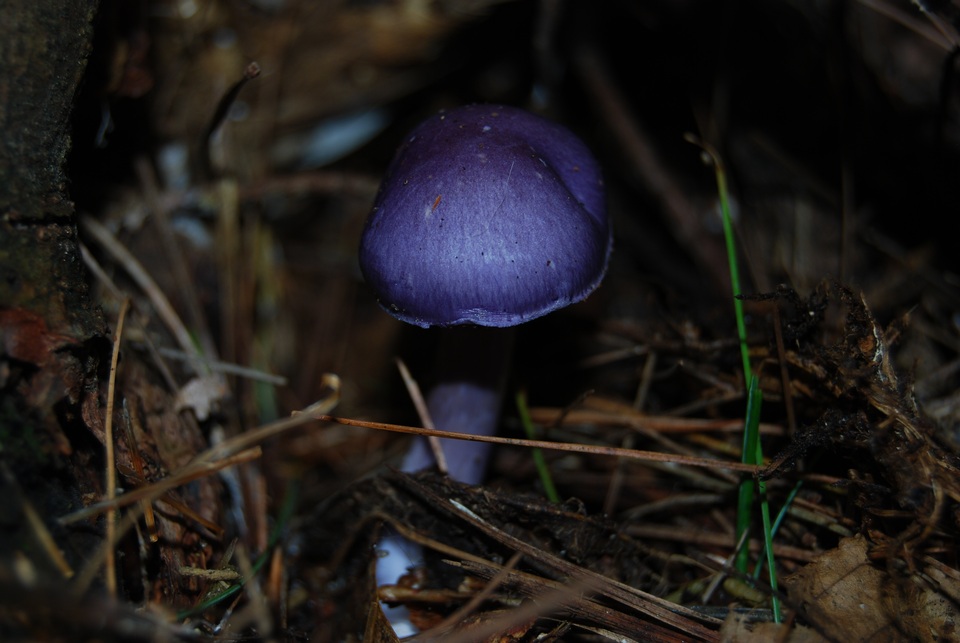 Cortinarius iodeoides image