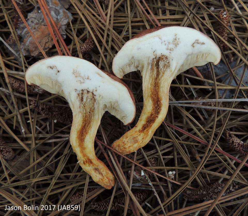 Phylloporopsis boletinoides image