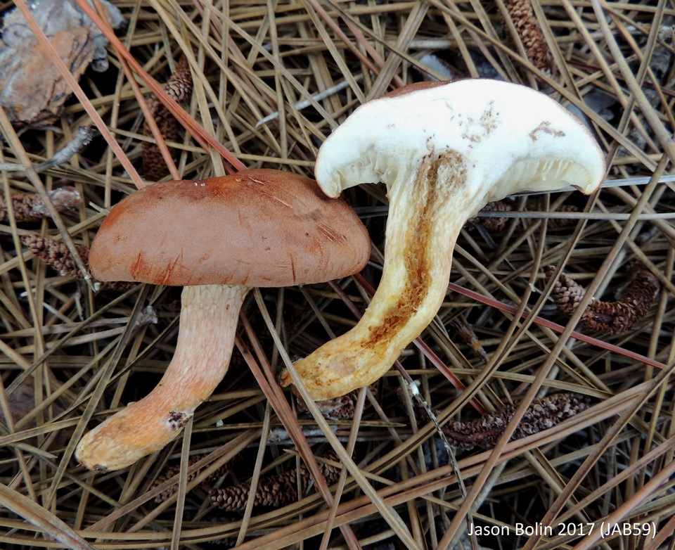 Phylloporopsis boletinoides image