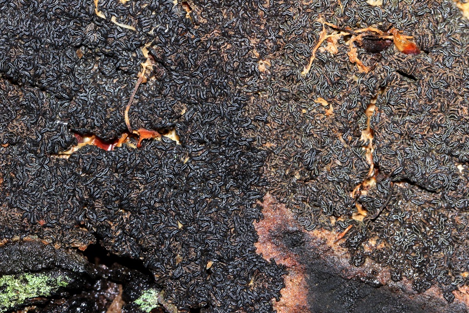 Angelina rufescens image