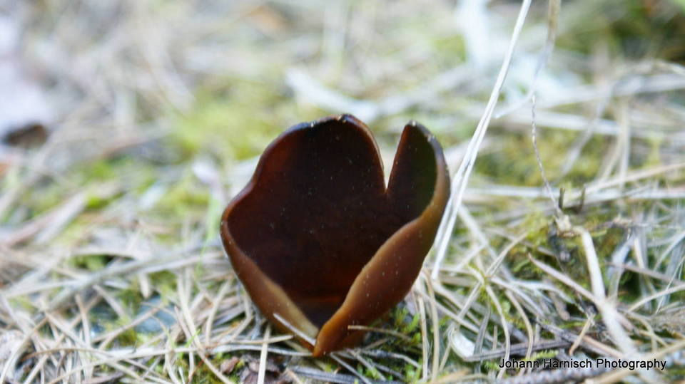 Helvella silvicola image