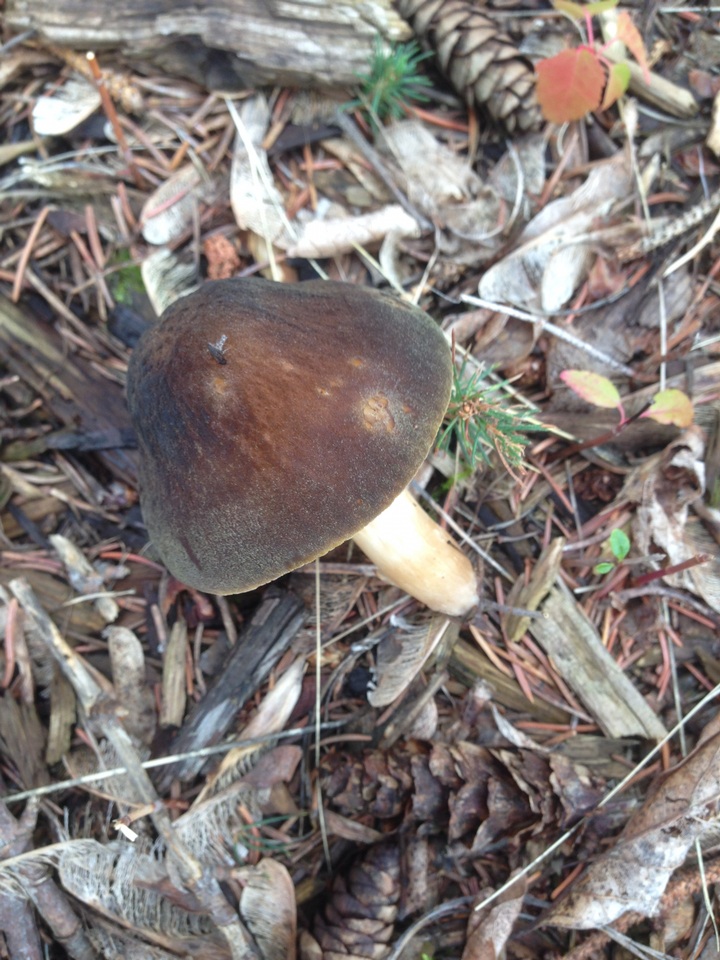 Pluteus roseipes image