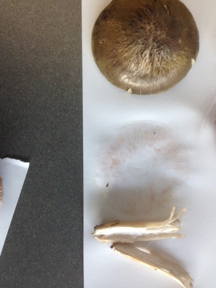 Pluteus roseipes image
