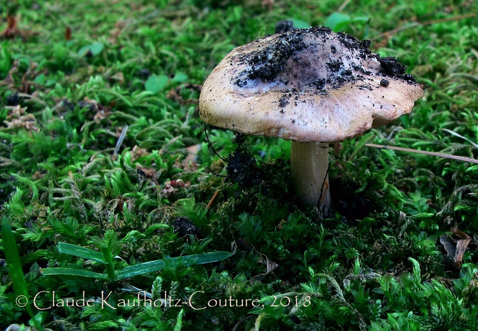 Inocybe pallida image