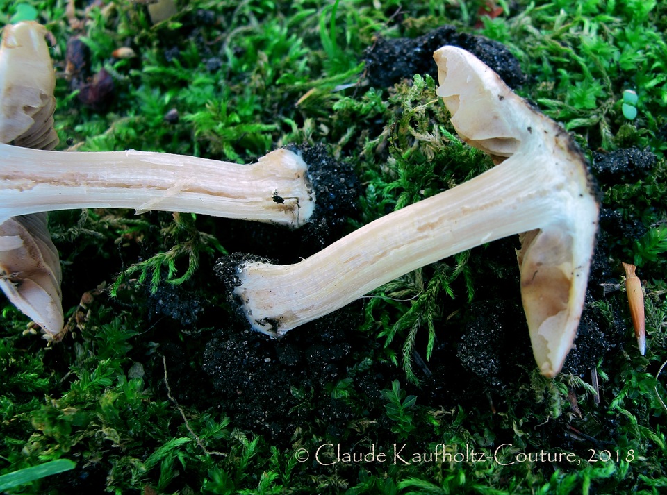 Inocybe pallida image
