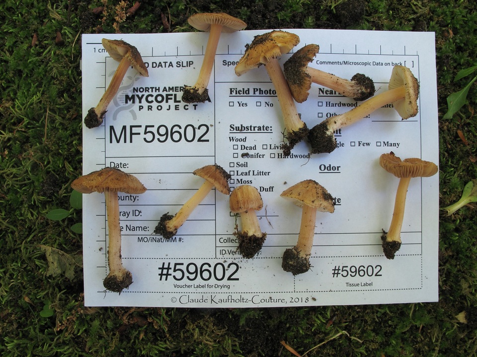 Inocybe pallida image
