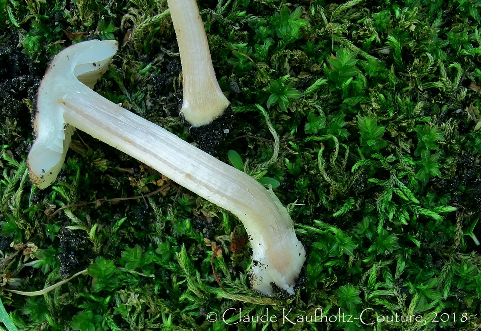 Inocybe pallida image