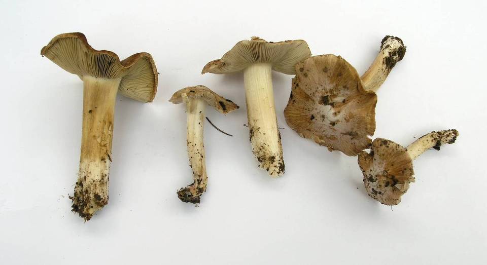 Inocybe brunnescens image