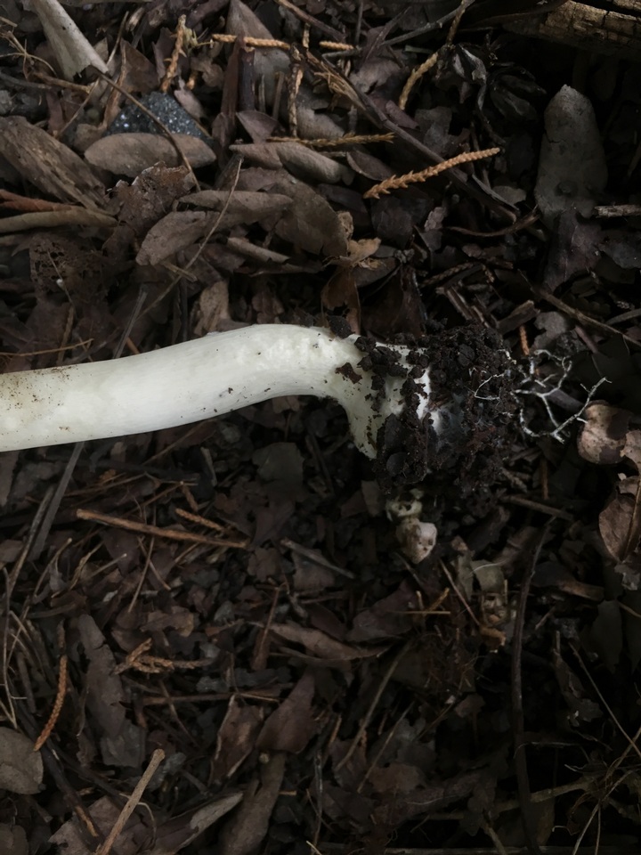 Agaricus approximans image