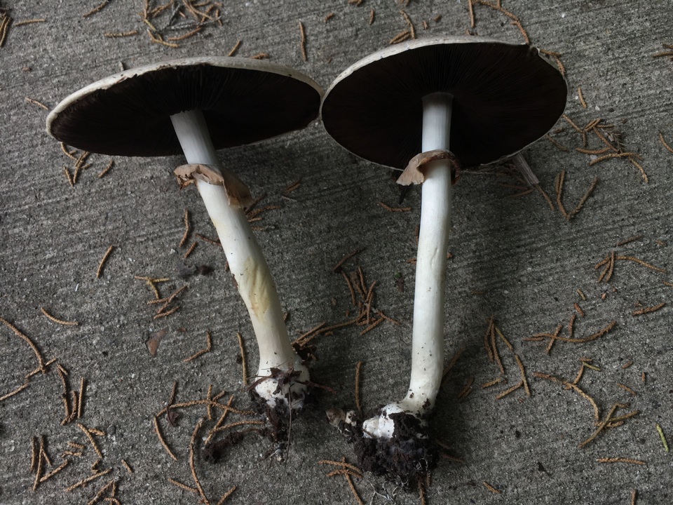 Agaricus approximans image