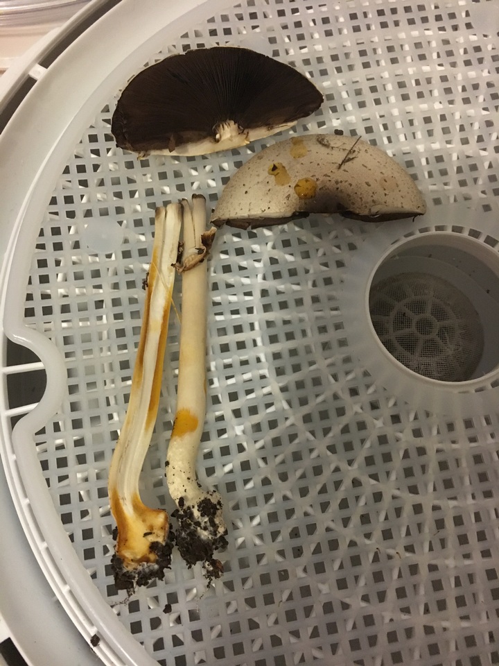 Agaricus approximans image