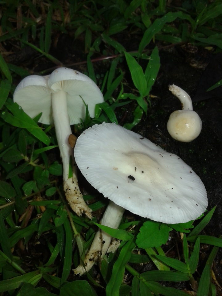 Limacella subillinita image