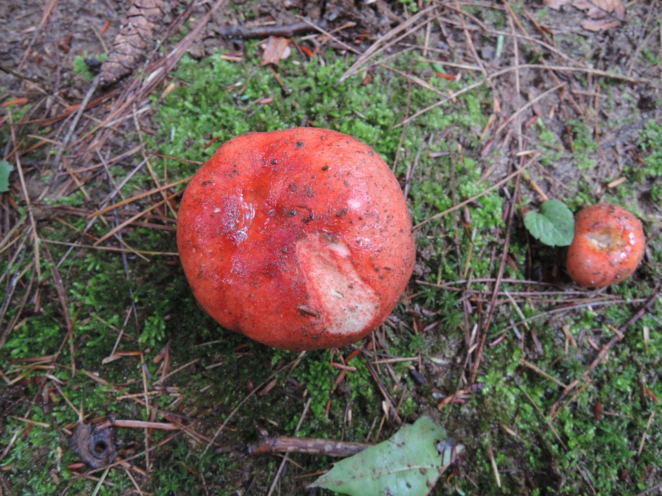 Russula amarissima image