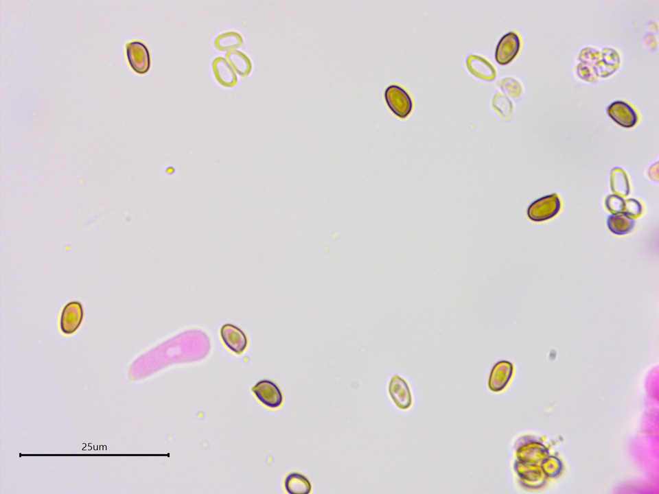 Agaricus approximans image
