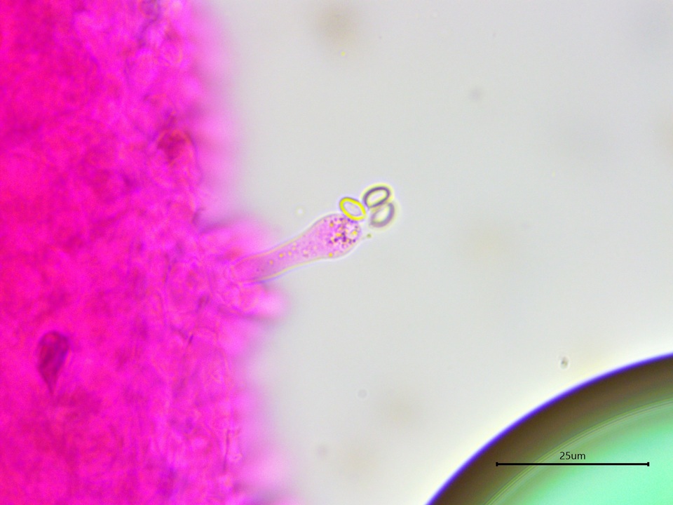 Agaricus approximans image