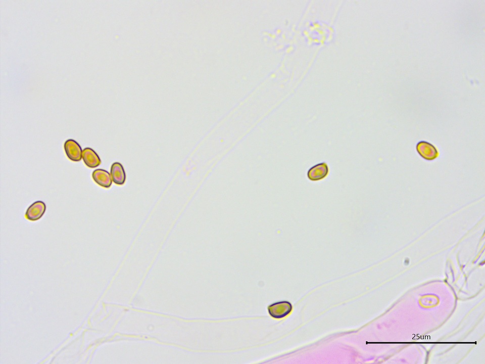 Agaricus approximans image