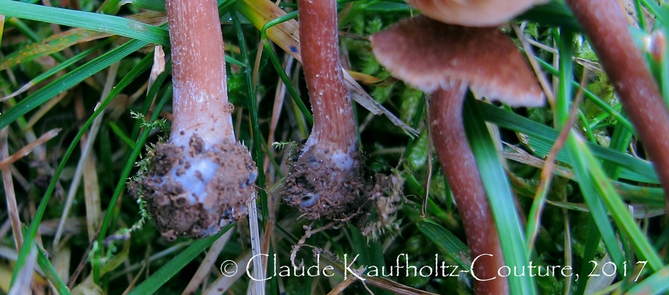 Inocybe calospora f. minor image