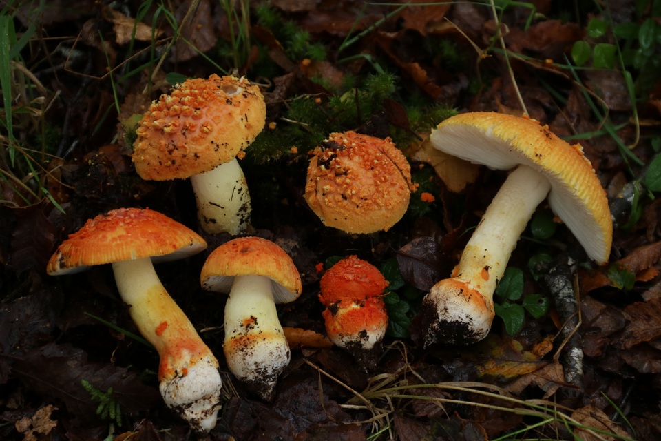 Amanita aurantiovelata image