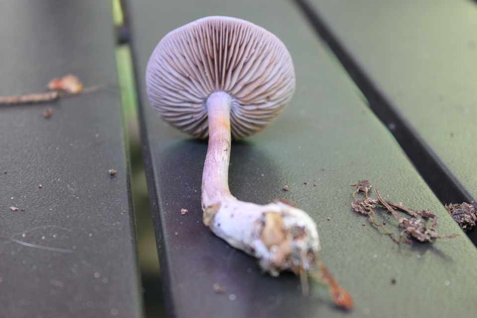 Cortinarius iodeoides image