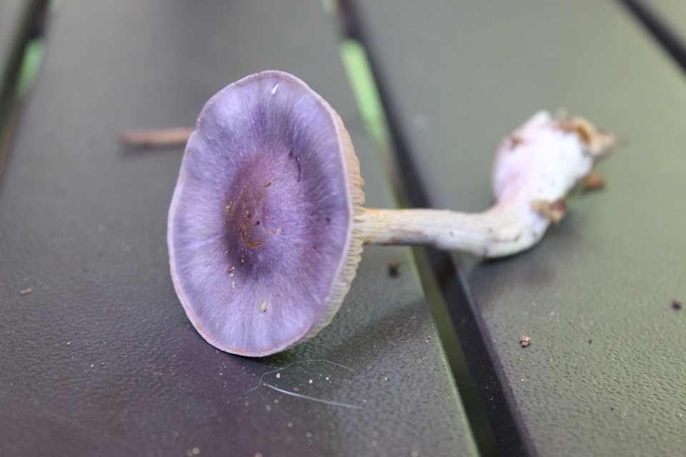 Cortinarius iodeoides image