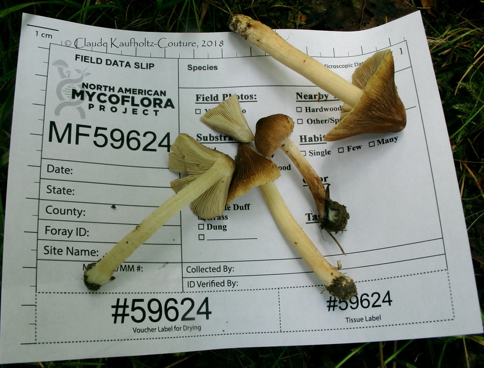 Inocybe neobrunnescens var. leucothelota image