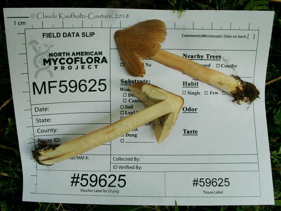 Inocybe neobrunnescens var. leucothelota image