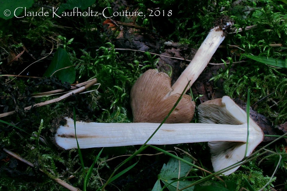 Inocybe neobrunnescens var. leucothelota image
